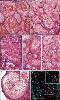 Genome elimination from the germline cells in diploid and triploid male water frogs Pelophylax esculentus